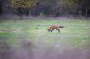 Fuchs auf einer Wiese in der Südheide