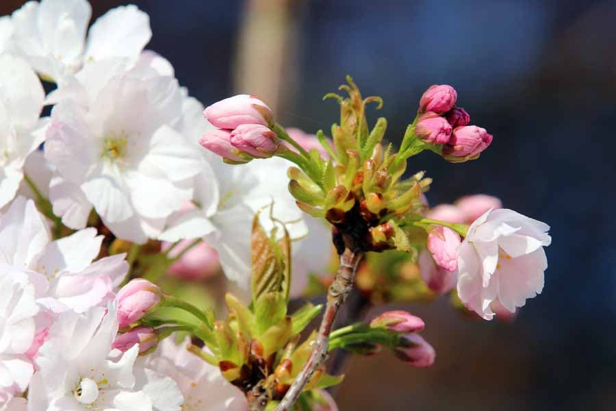 Frühling in der Lüneburger Heide, April, Mai und Juni sind tolle Urlaubs Monate
