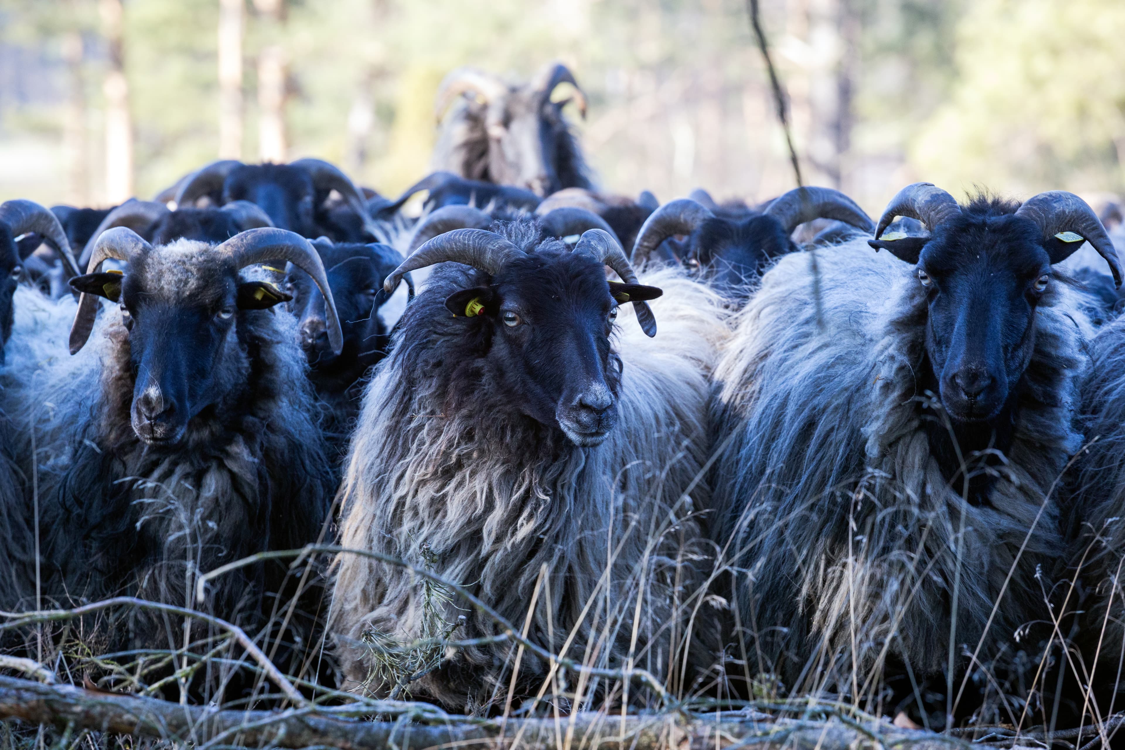 Heidschnucken - die tierischen Landschaftspfleger