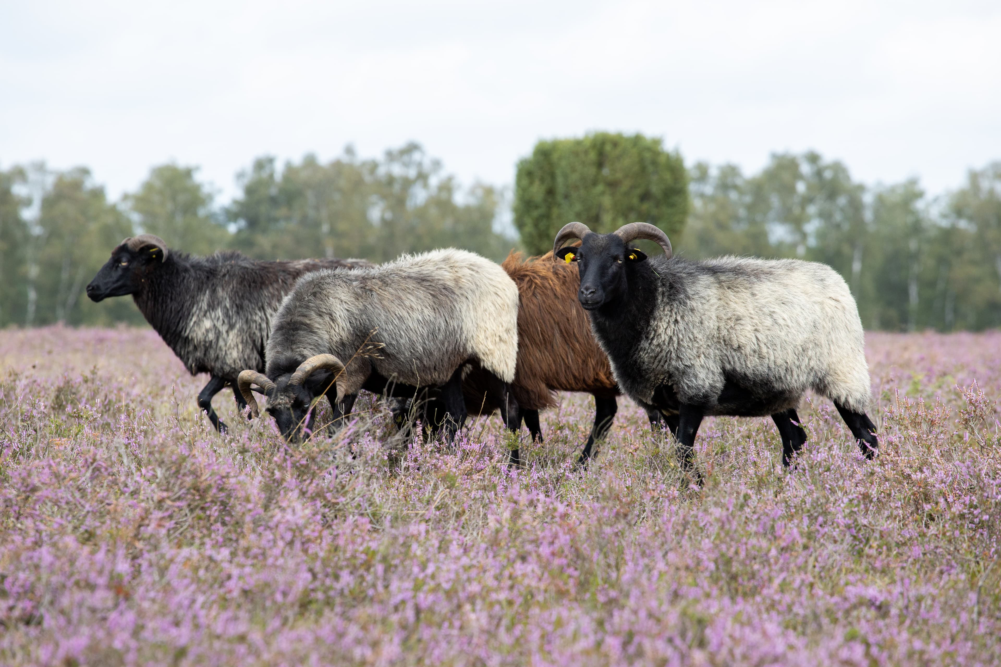 Heidschnucken - die tierischen Landschaftspfleger