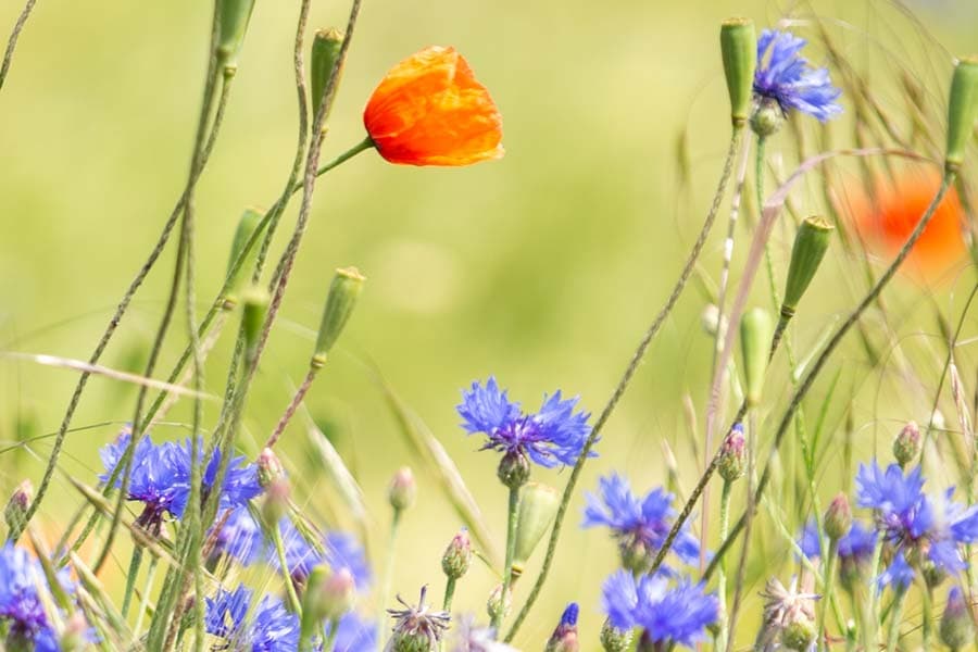 Kornblumen und Mohn