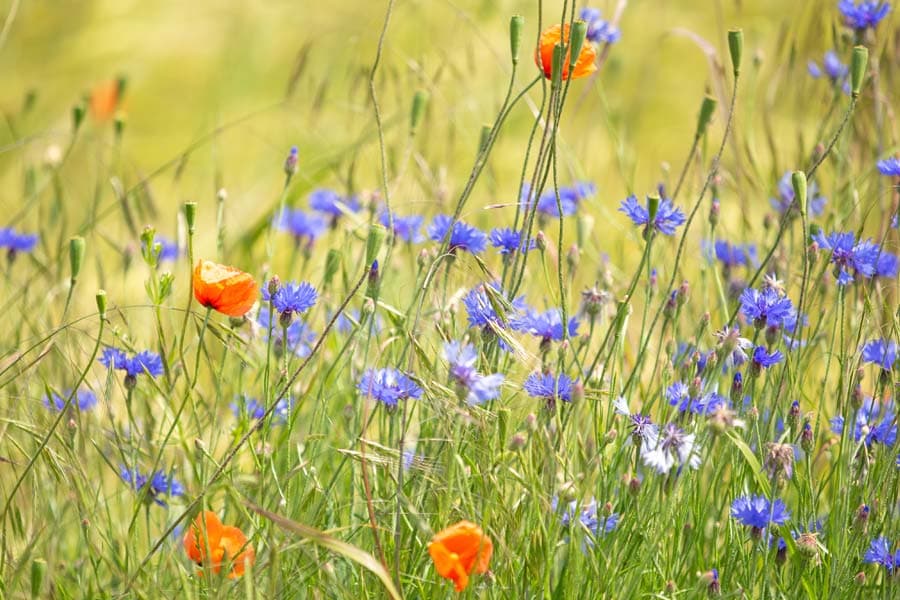 Acker Wildkraut am Rande der Felder in der Lüneburger Heide