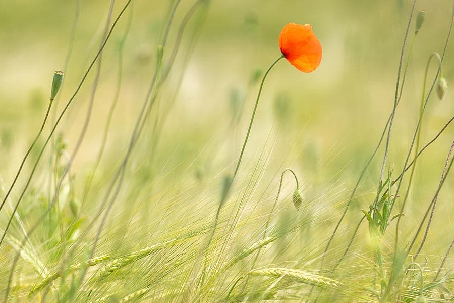 Mohn im Feld