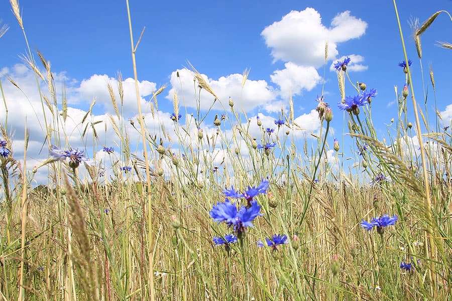 Kornblumen im Feld