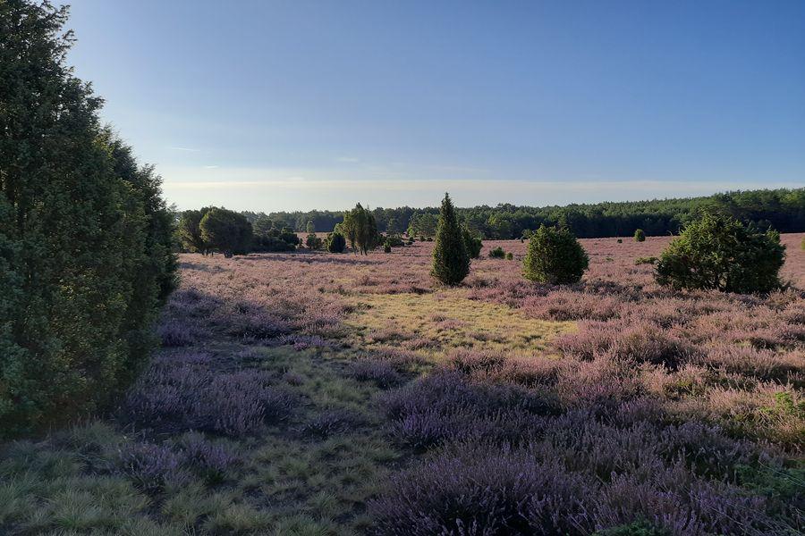 Heidefläche am Haußelberg