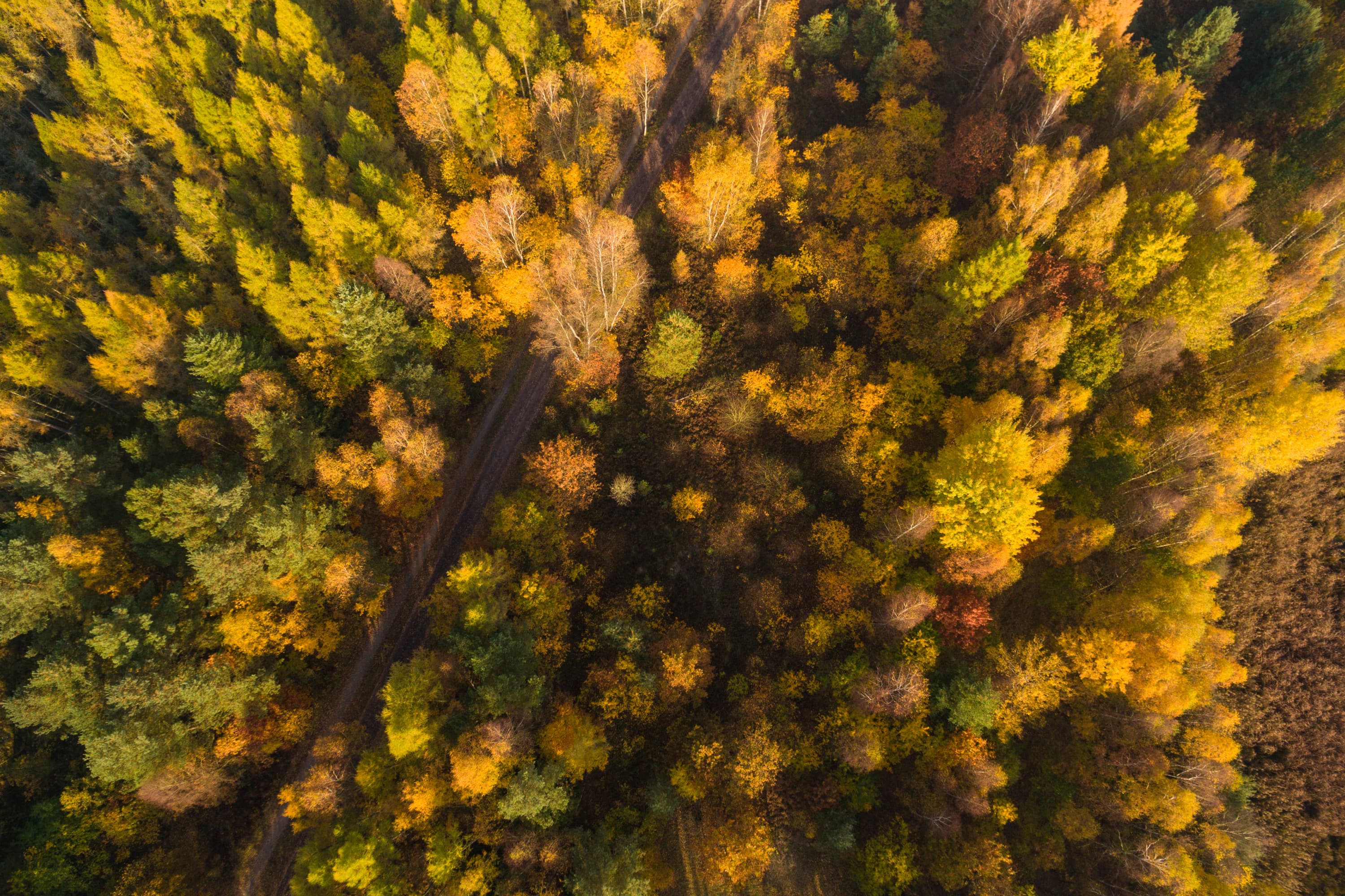 3000-Herbst-Lueneburger-Heide-Indian_Summer