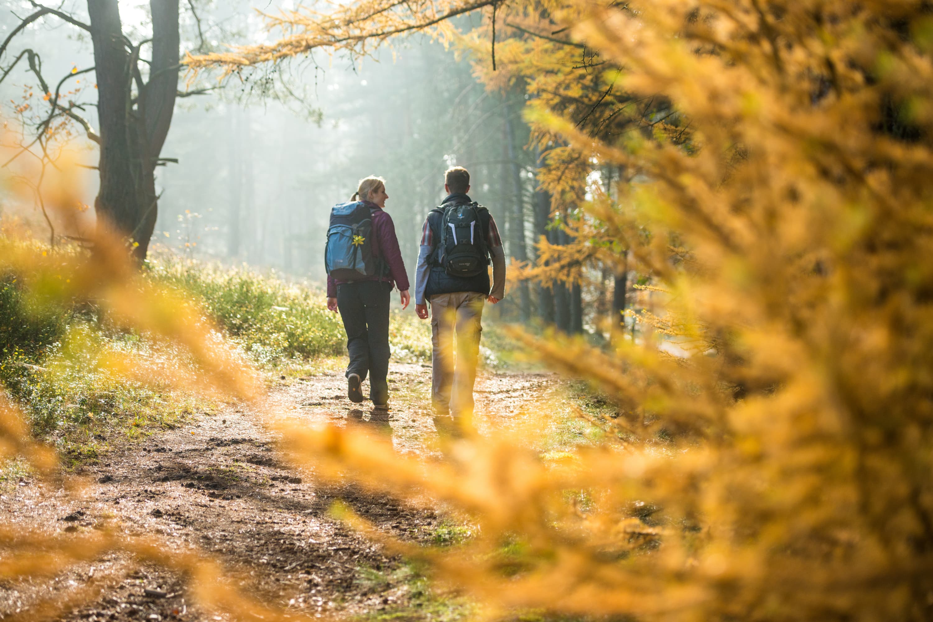 3001-Herbst-Lueneburger-Heide-Laerchenwald