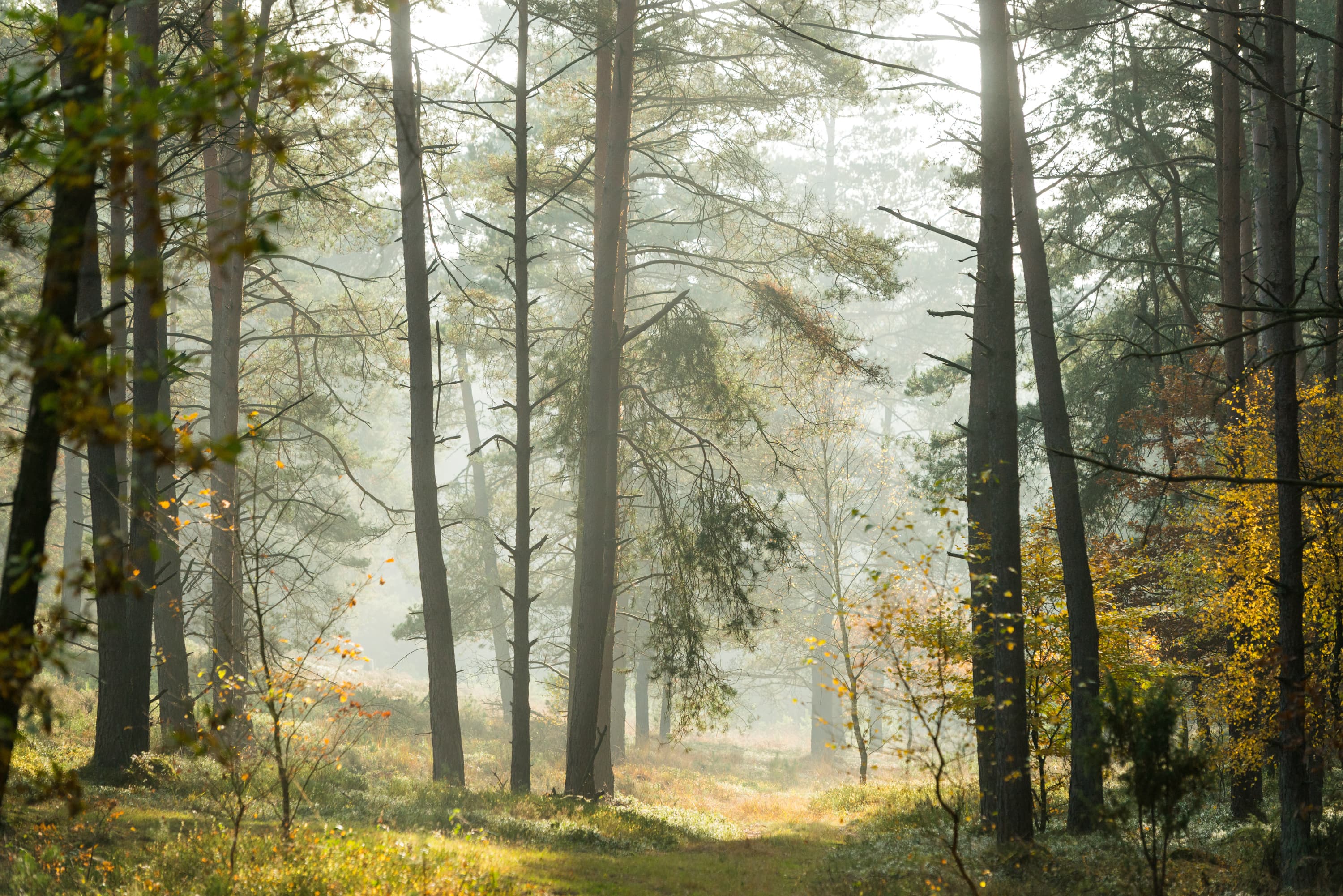 3004-Herbst-Lueneburger-Heide-Nadelwald