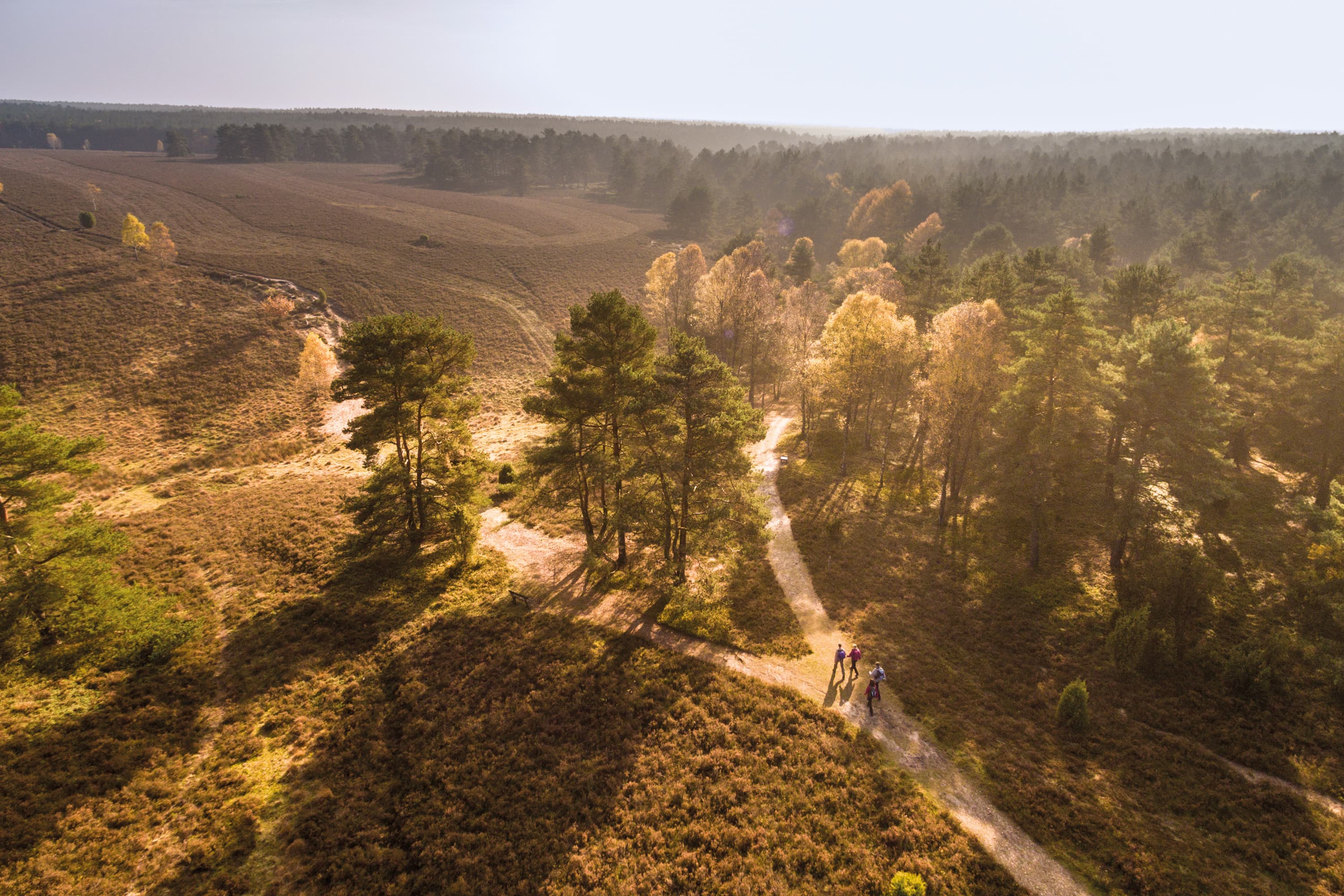 3014-Herbst-Lueneburger-Heide-Heidefläche