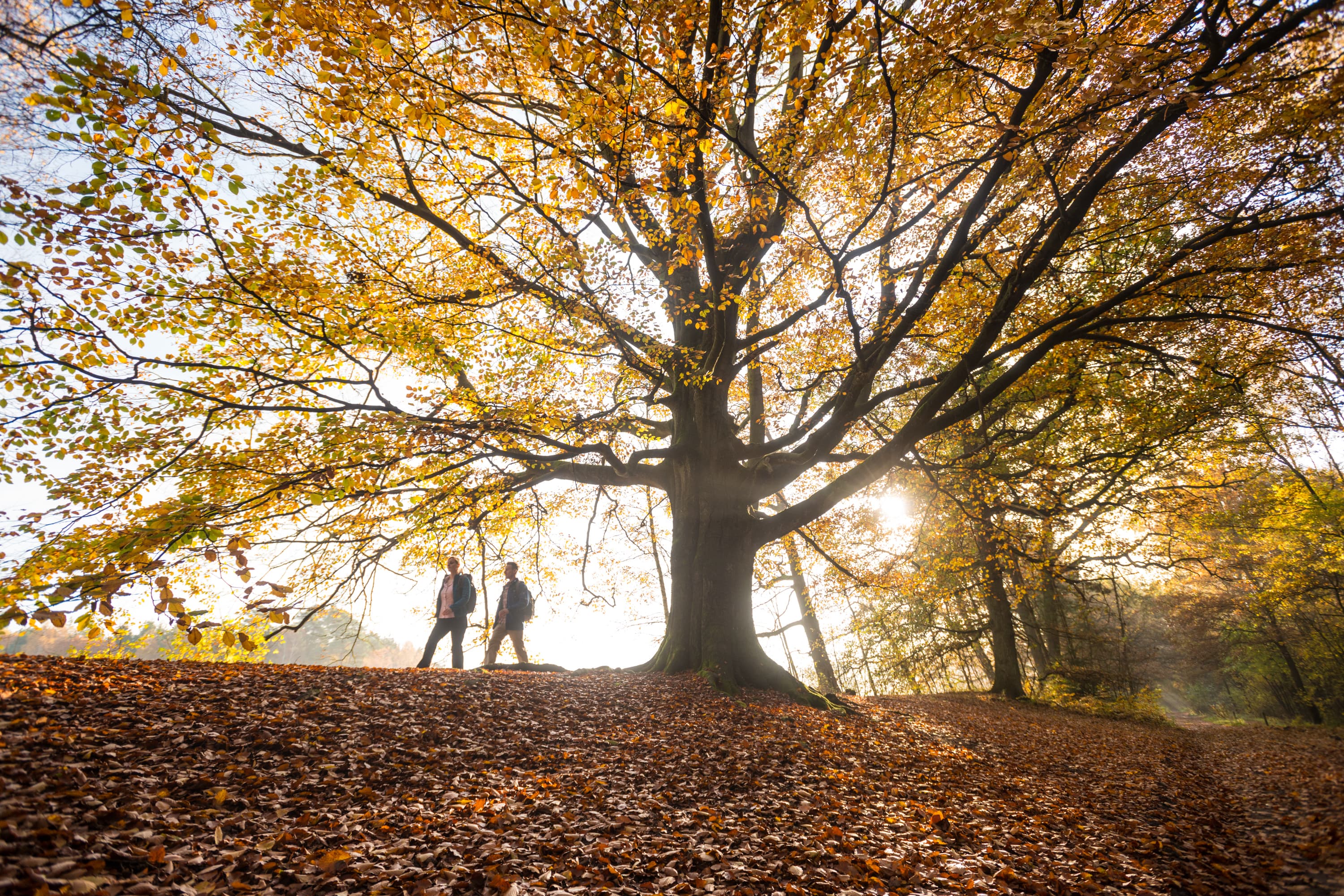 3017-Herbst-Lueneburger-Heide-Wanderer-Herbstwald