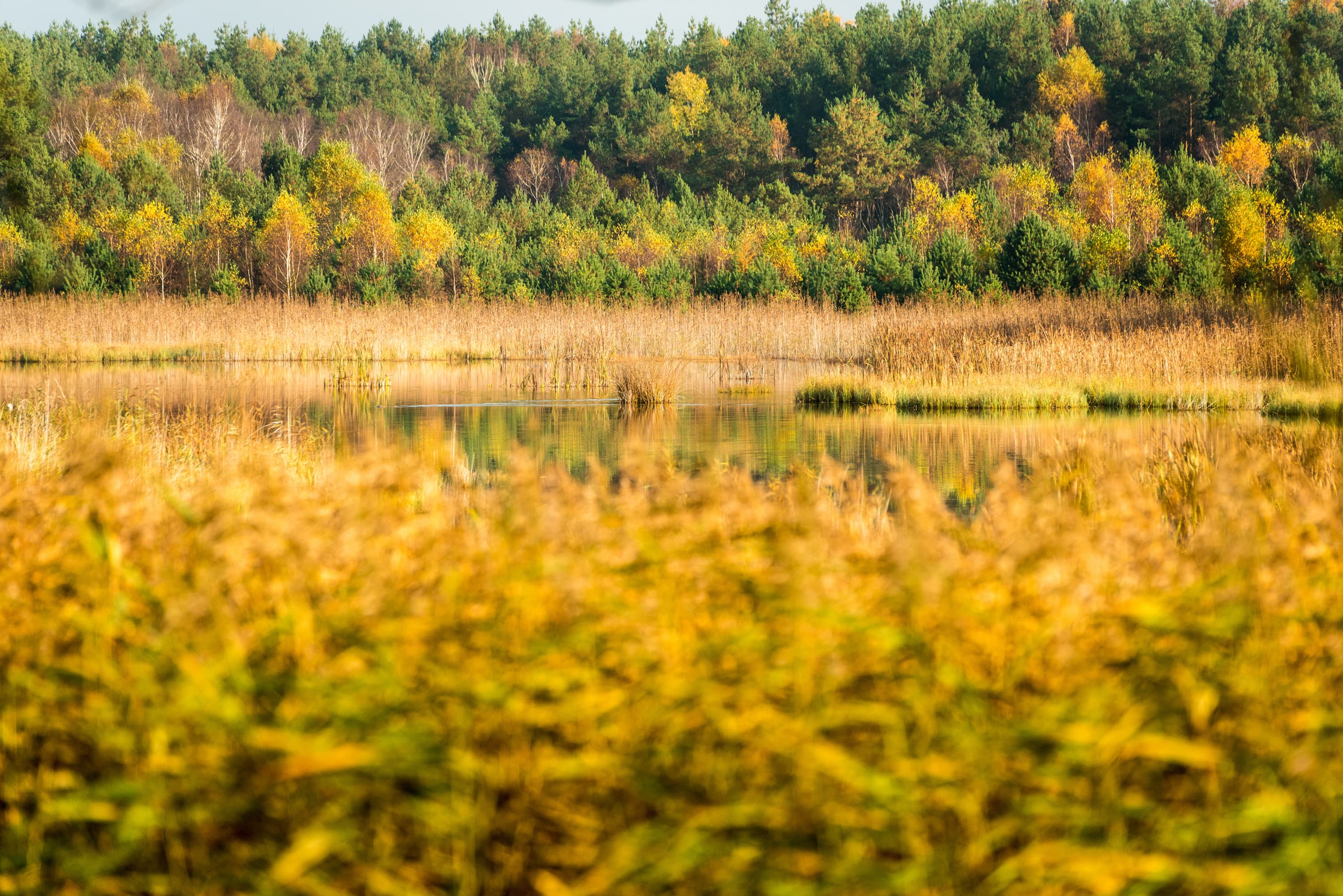 3019-Herbst-Lueneburger-Heide-Wildecker-Teiche