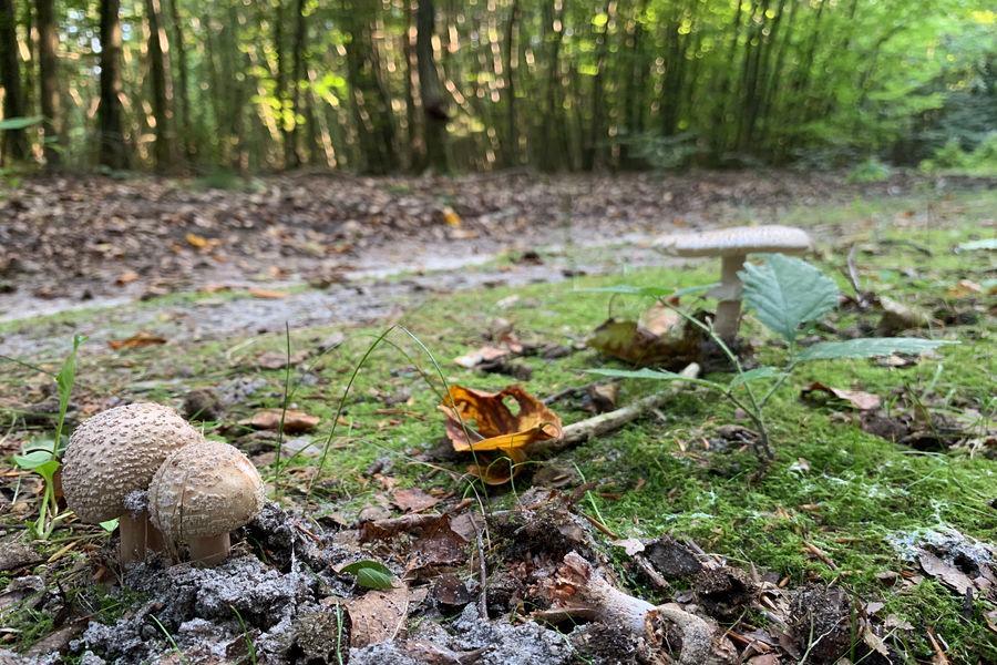 Herbstbeginn im Lüßwald bei Unterlüß im Naturpark Südheide am 24.09.2020