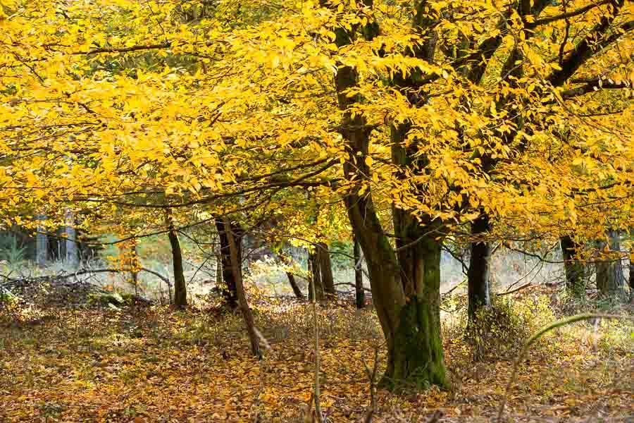 Der Lüßwald im Herbst