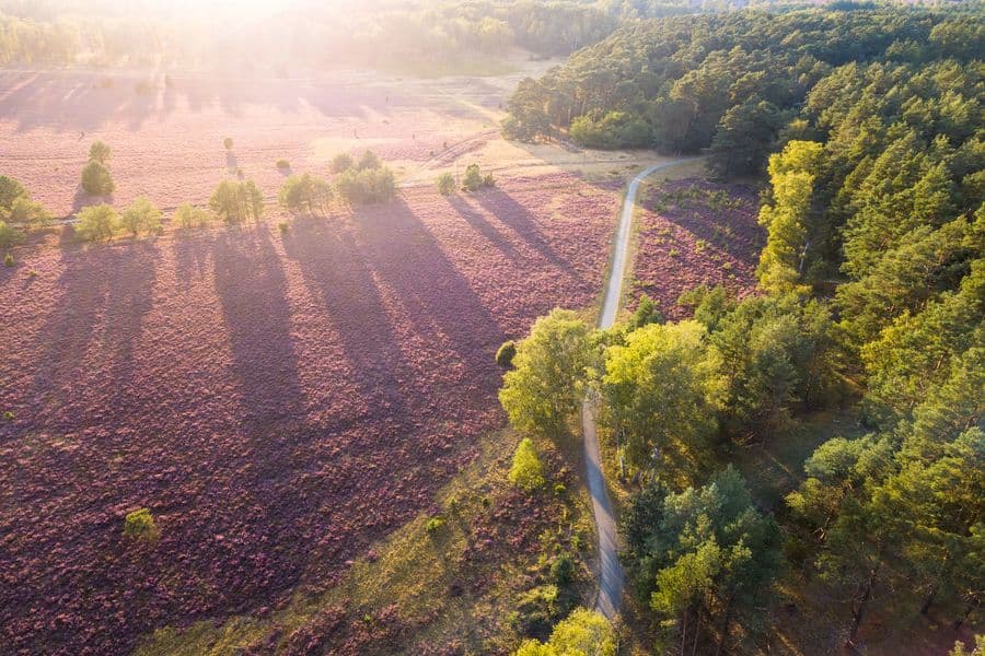 Luftaufnahme von der Oberoher Heide