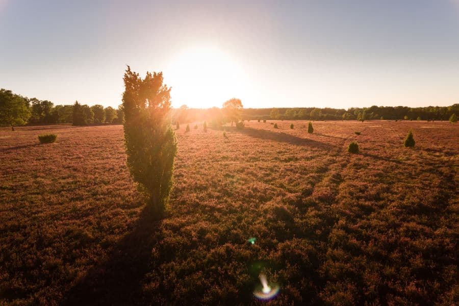 Abendstimmung auf dem Naturerlebnispfad Südheide