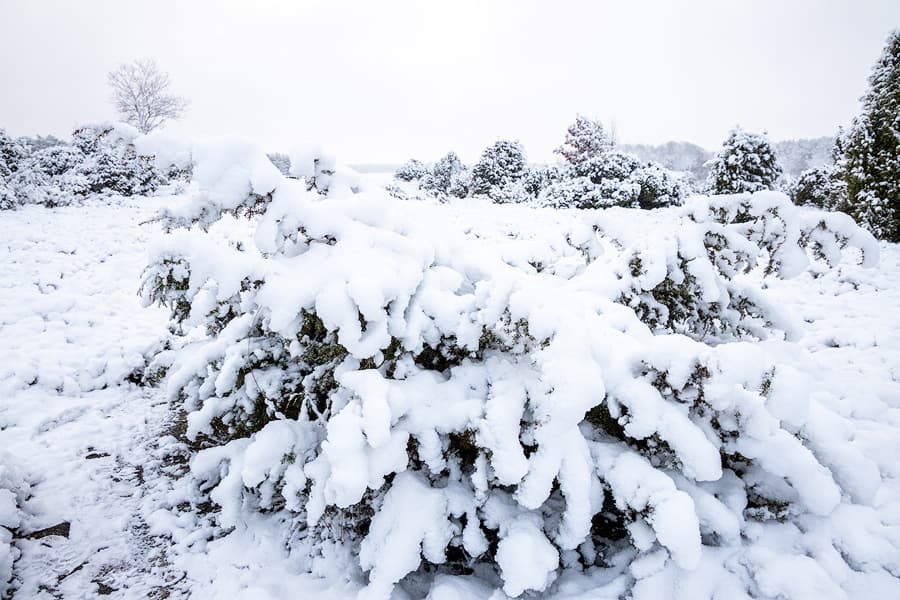 Schneelandschaft, Bäume, Wacholder, Schnee in der Ellerndorfer Wacholderheide in Eimke Lüneburger Heide