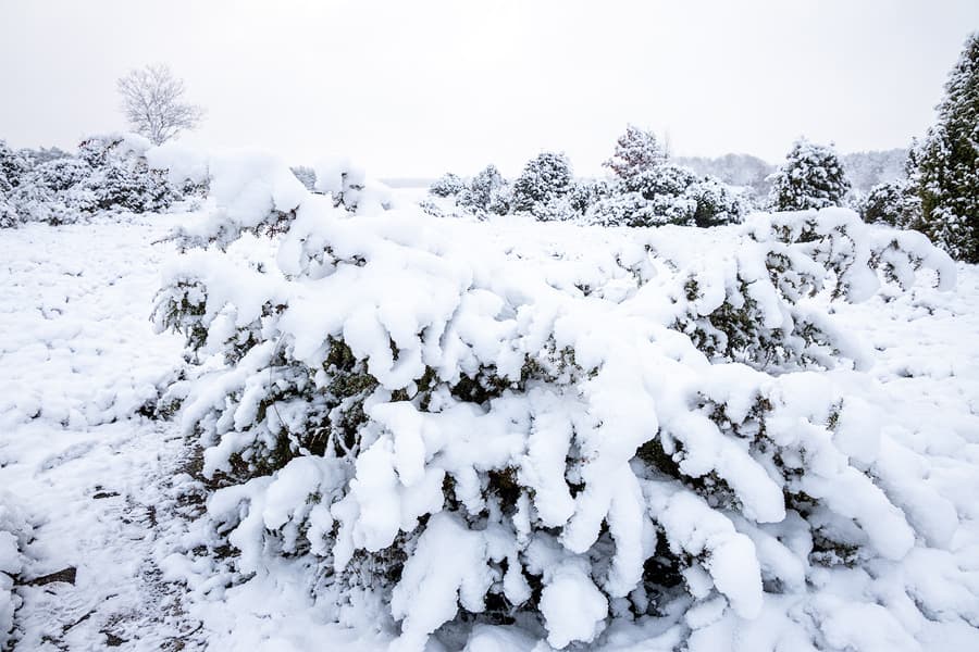 Die Lüneburger Heide im Winter