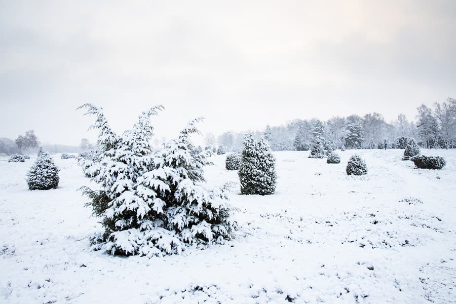 Winter Schnee Ellerndorfer Wacholderheide