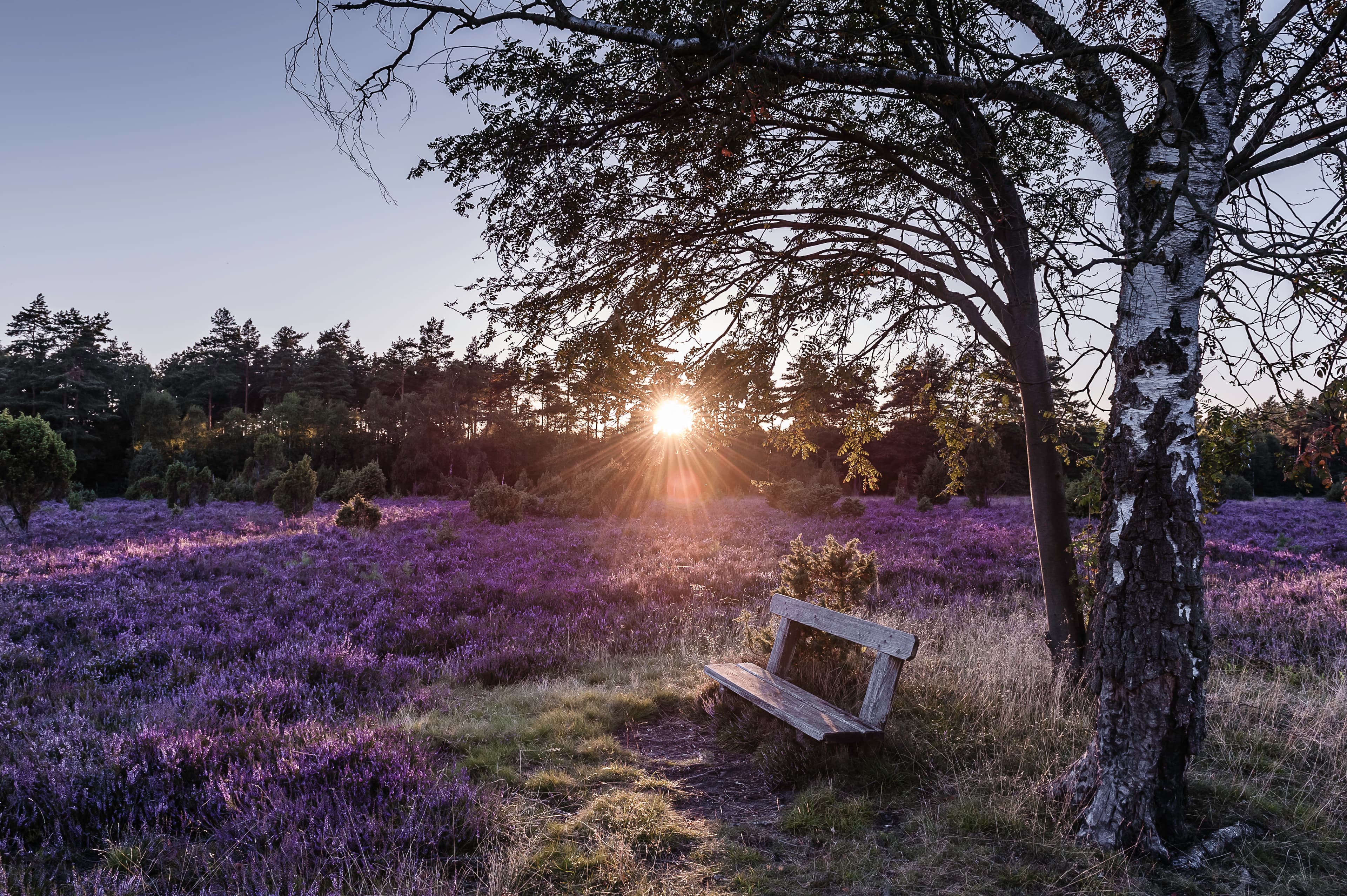 Misselhorner Heide auf der Etappe 12 auf dem Heidschnuckenweg