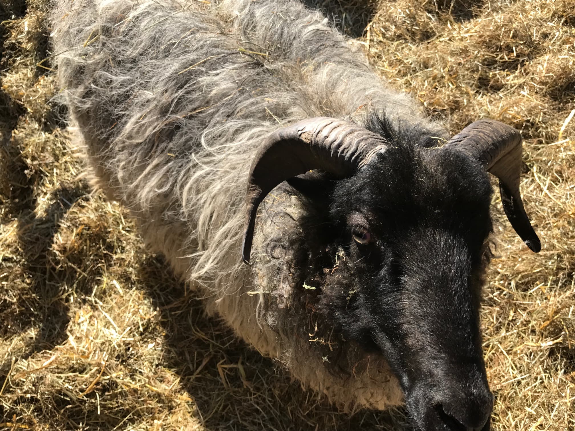 Heidschnucken auf dem Heidschnuckenweg 