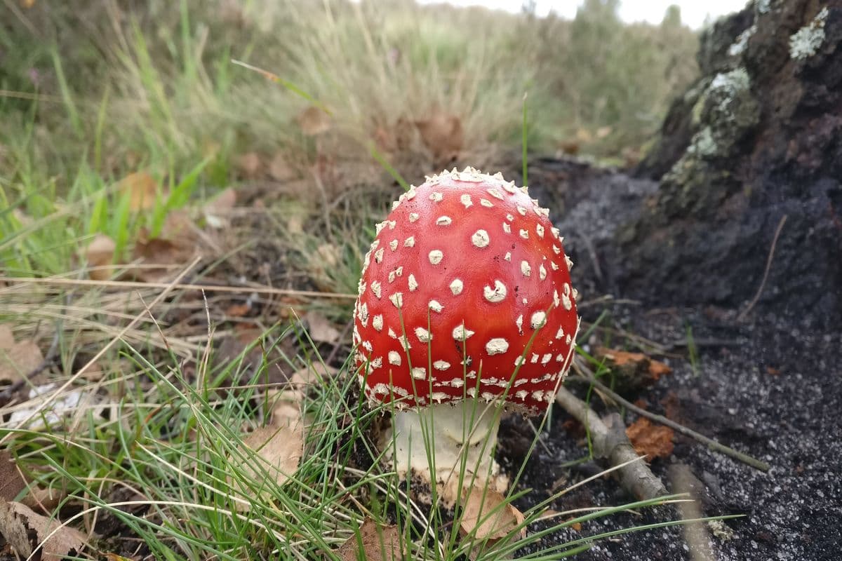 Fliegenpilz in Wilsede