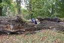 umgestürzter alter Baum in Wilsede