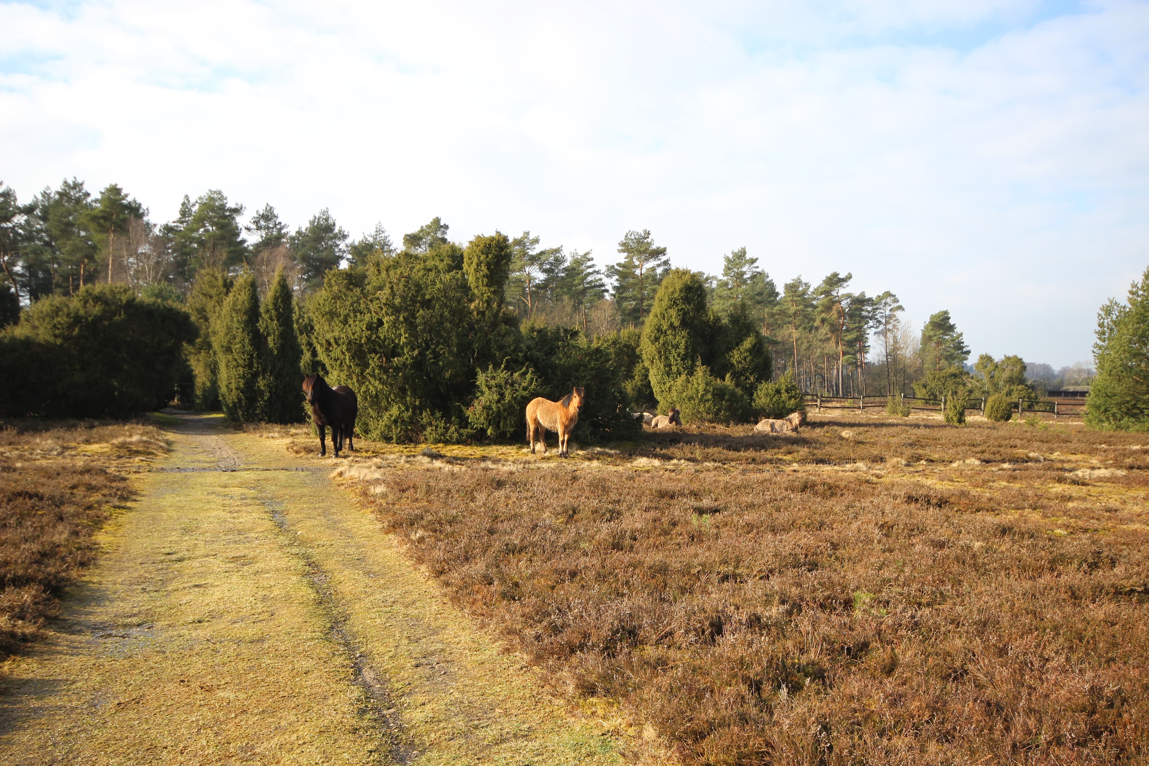 Dülmener Pferde im Radenbachtal bei Undeloh