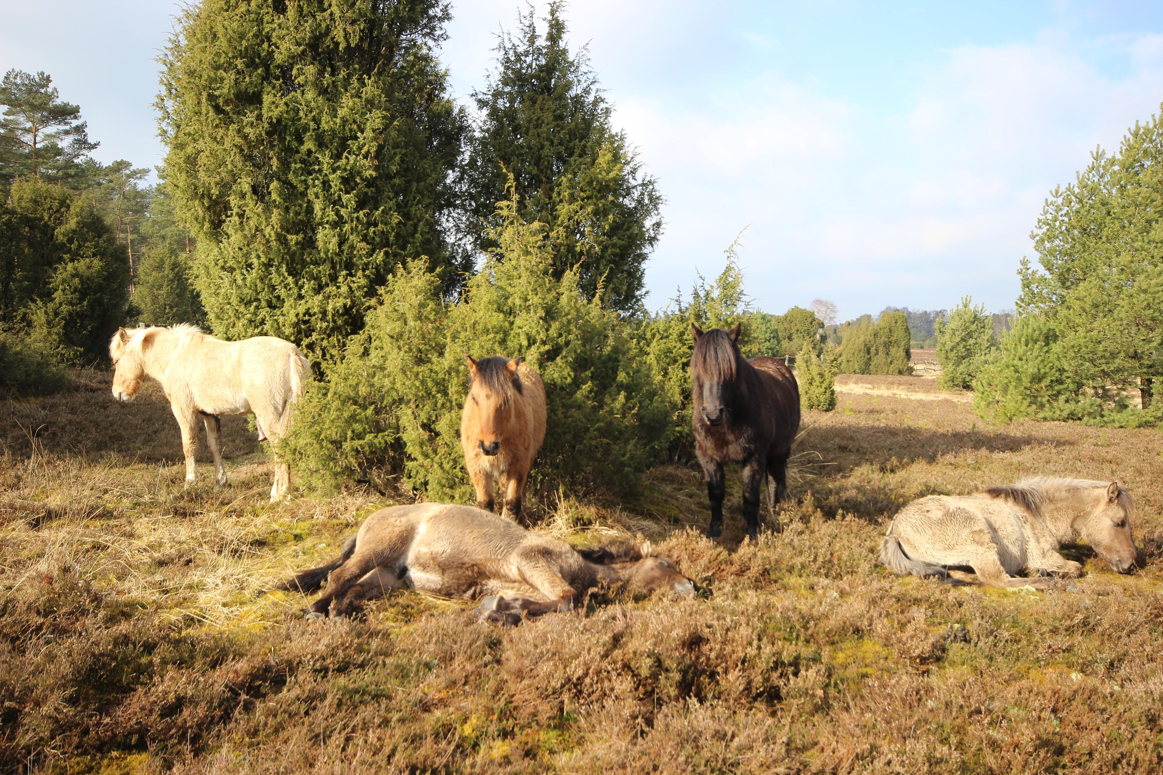 Dülmener Pferde im Radenbachtal bei Undeloh