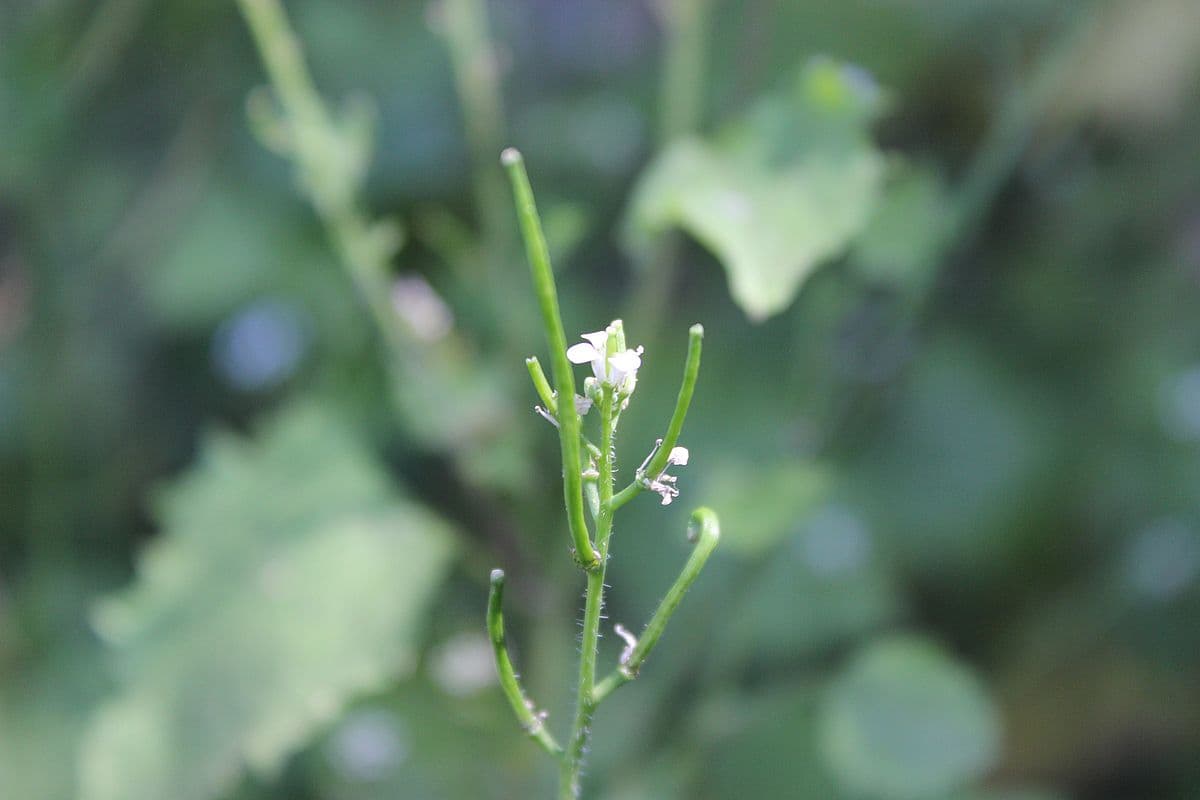 Blüte und Samenstränge der Knoblauchsrauke