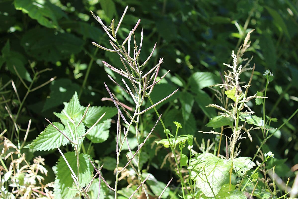 Samenstränge der Knoblauchsrauke