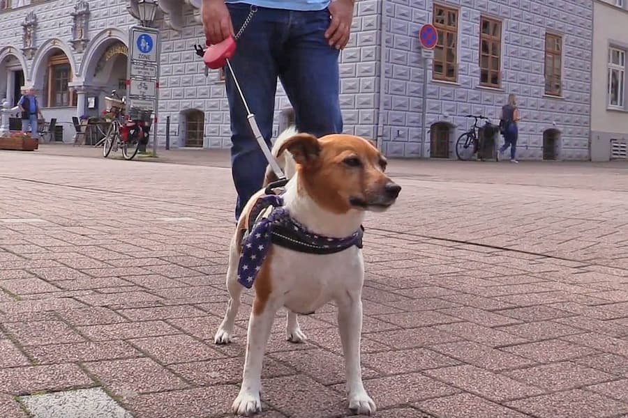 Unsere Jack Russel Terrier Hündin Emma