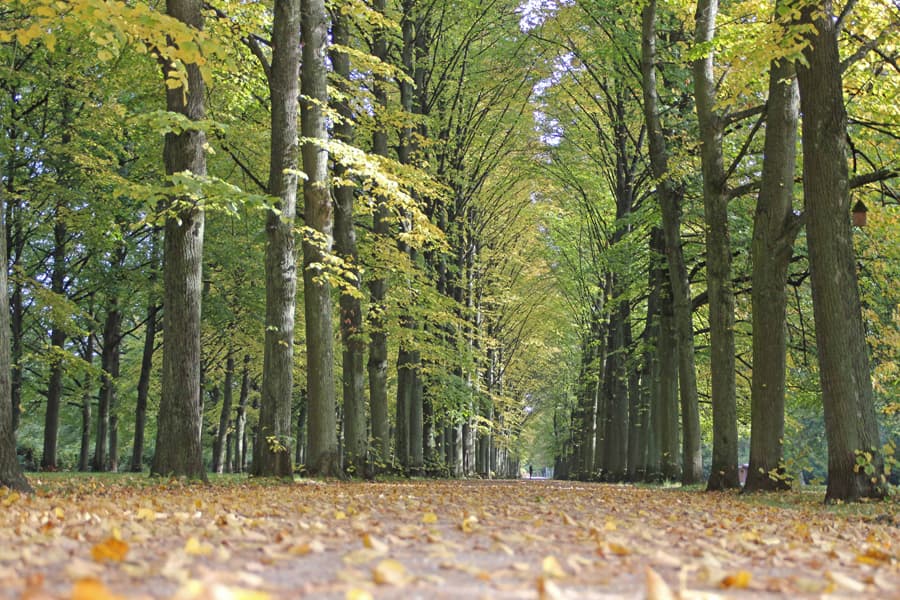 Französischer Garten in Celle