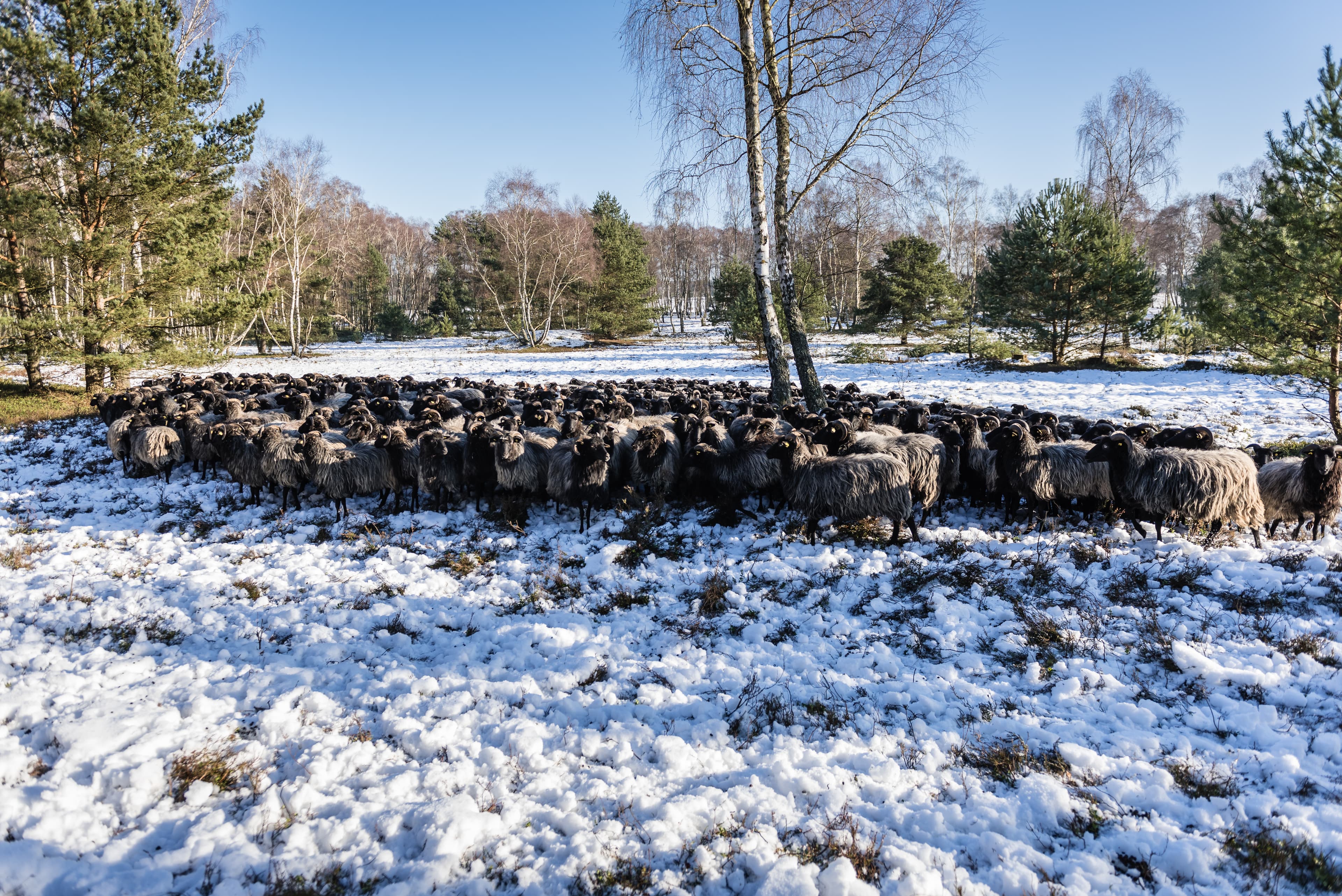 Winterwandern auf dem Heidschnuckenweg: Heidschnuckenherde