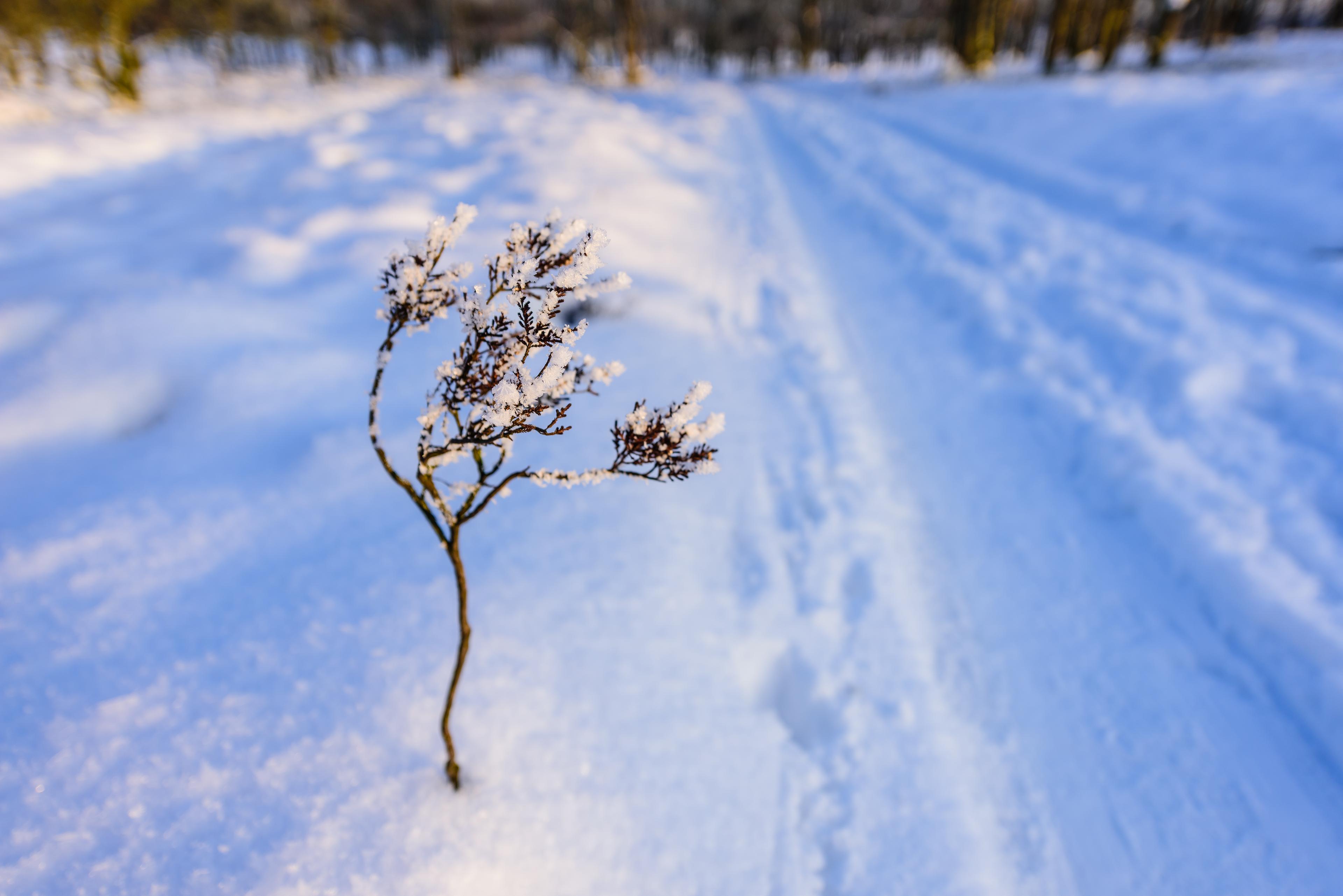 Winterwandern auf dem Heidschnuckenweg: Heidepflanze im Schnee