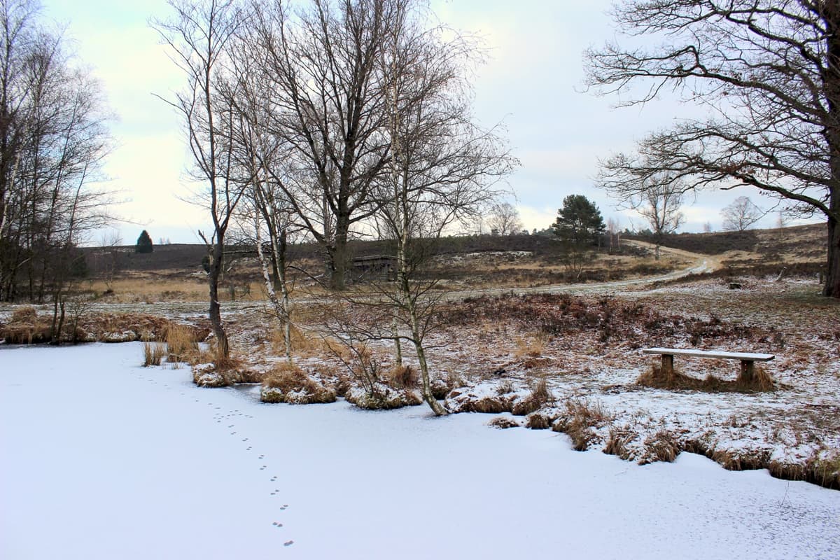 Winterwandern auf dem Heidschnuckenweg: Pastorenteiche