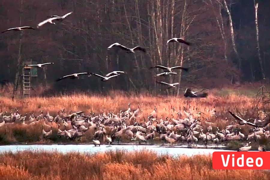 Hunderte Kraniche rasten in der Lüneburger Heide