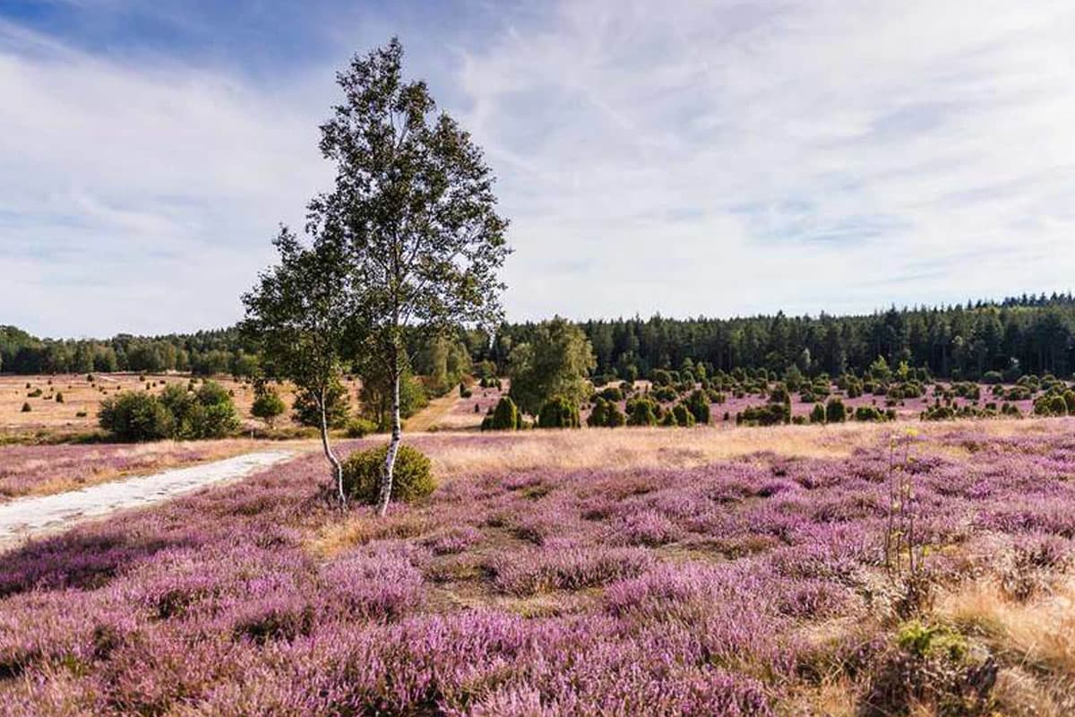 Heideflächen in der Lüneburger Heide