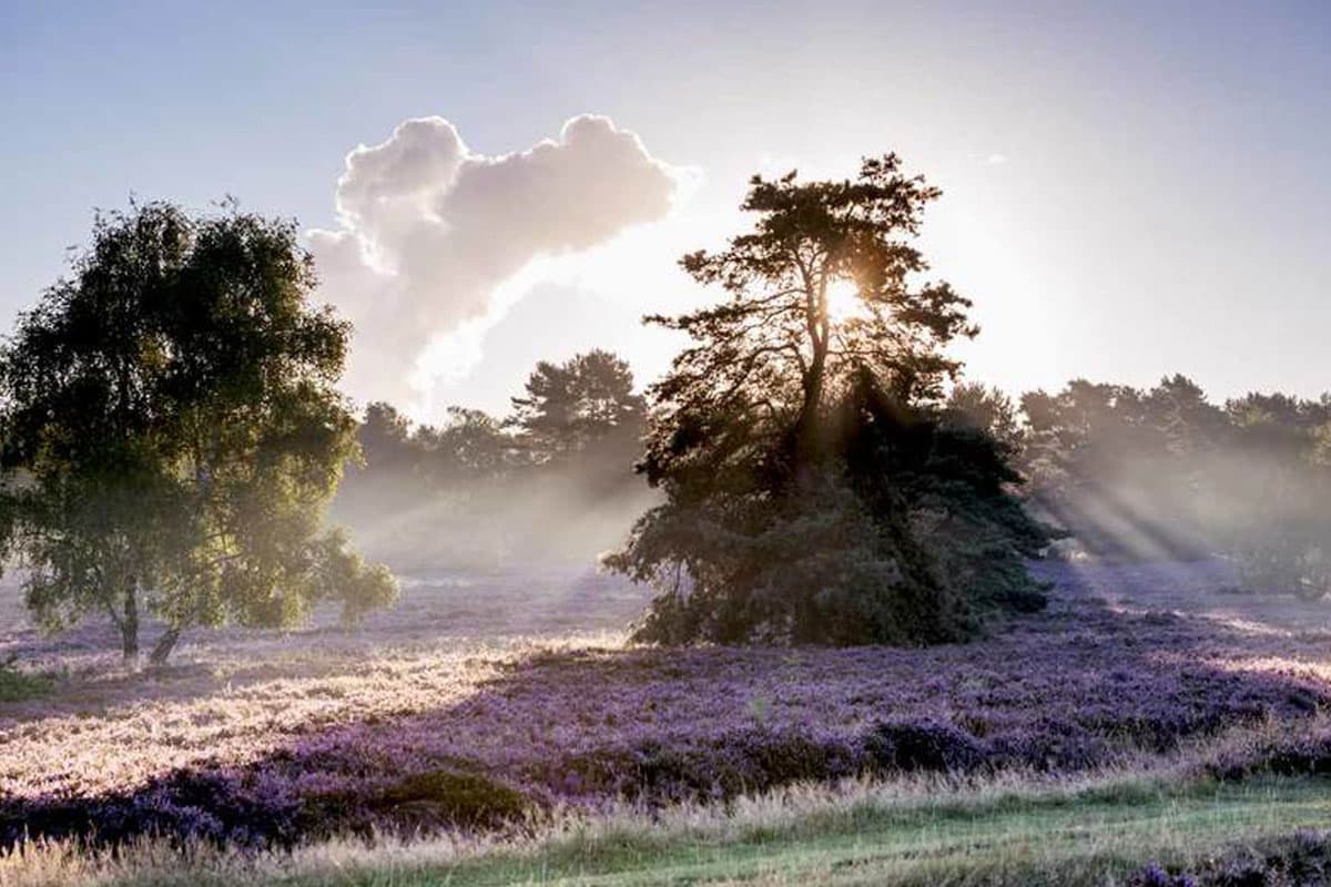 Heideflächen Lüneburger Heide: Fischbecker Heide