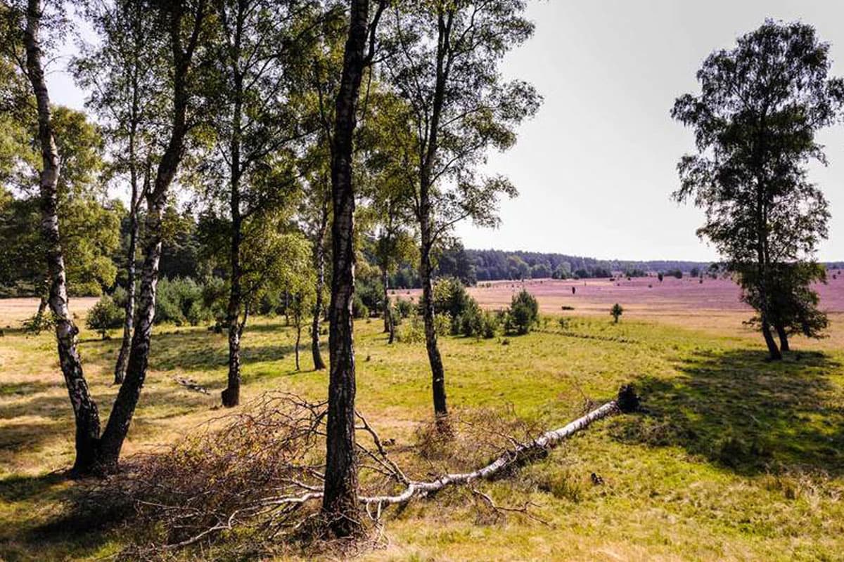 Heideflächen Lüneburger Heide: Oberoher Heide