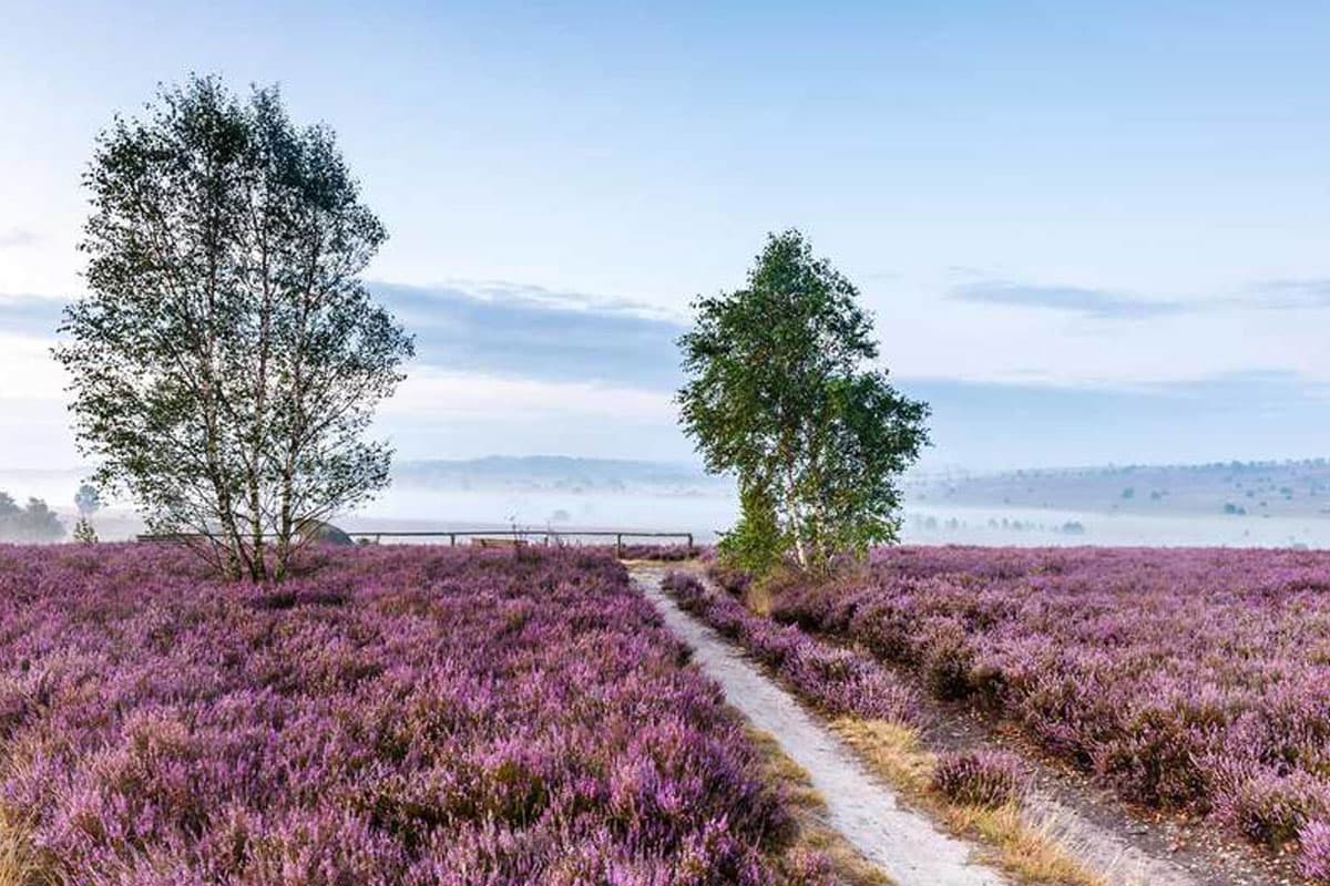 blühende Heide soweit das Auge reicht. Die Heidelandschaft