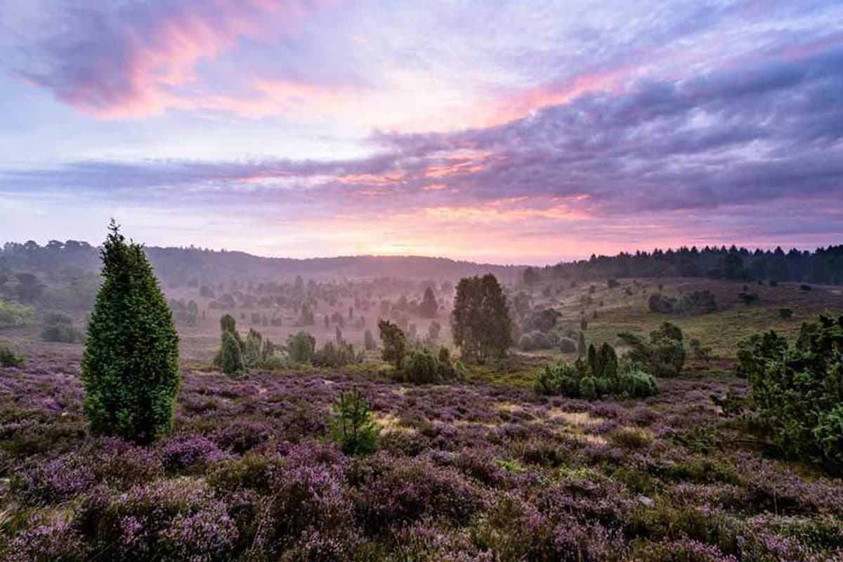 Heideflächen Lüneburger Heide: Totengrund