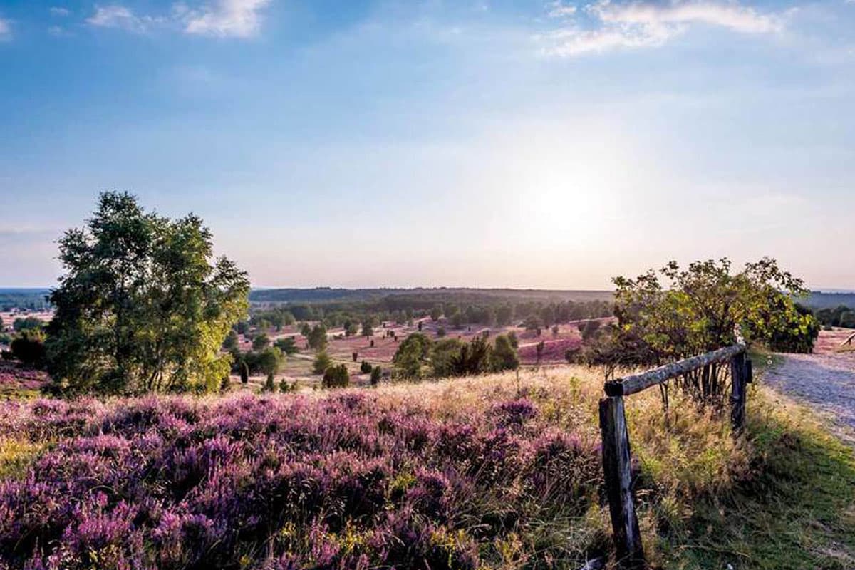 heide am wilseder berg