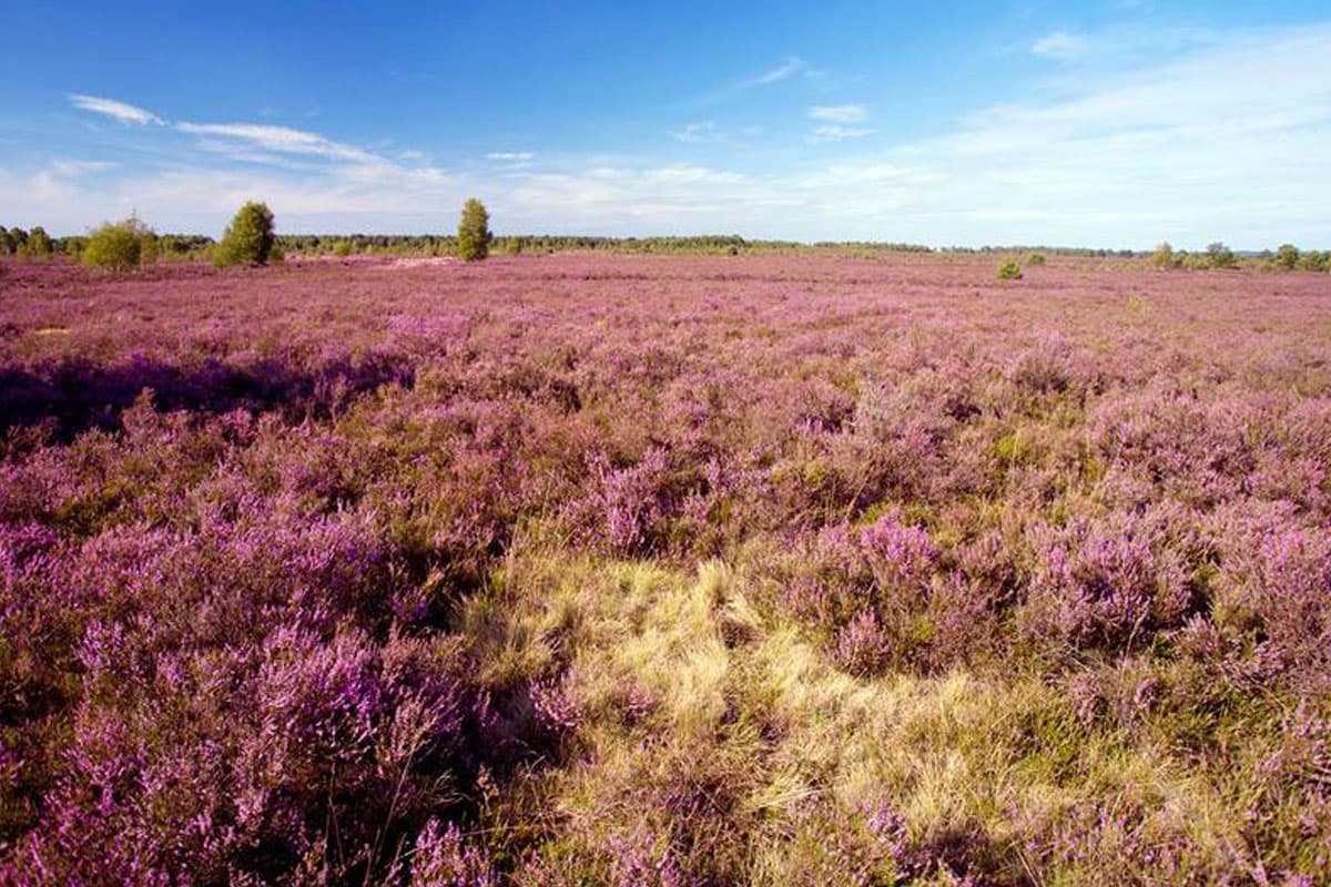 die größten Heideflächen Deutschlands gibt es in der Lüneburger Heide