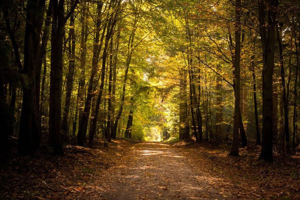 luesswald, der urwald im naturpark suedheide