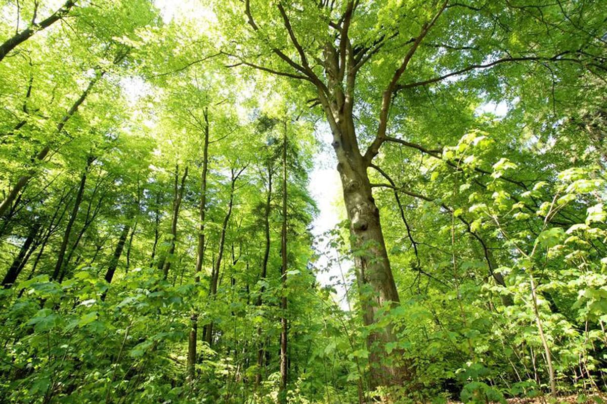 der einzige urwald in der lüneburger heide ist der luesswald