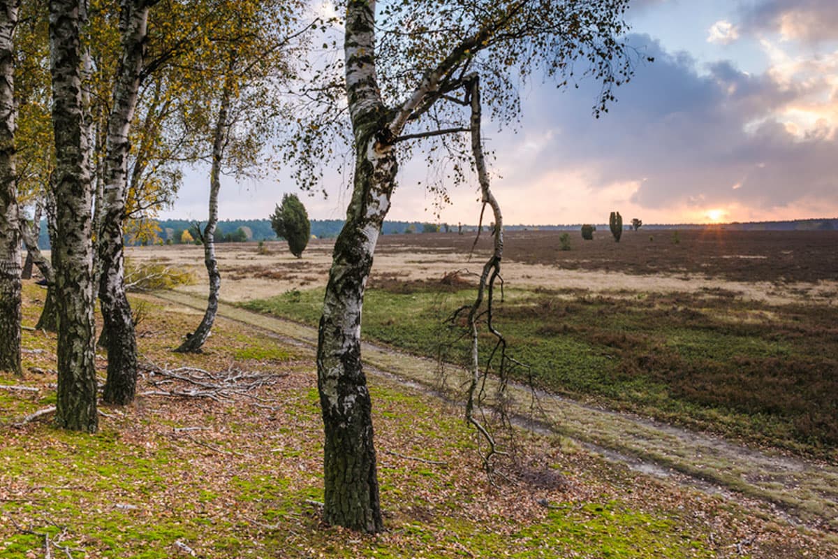 Der Naturpark Südheide im Herbst