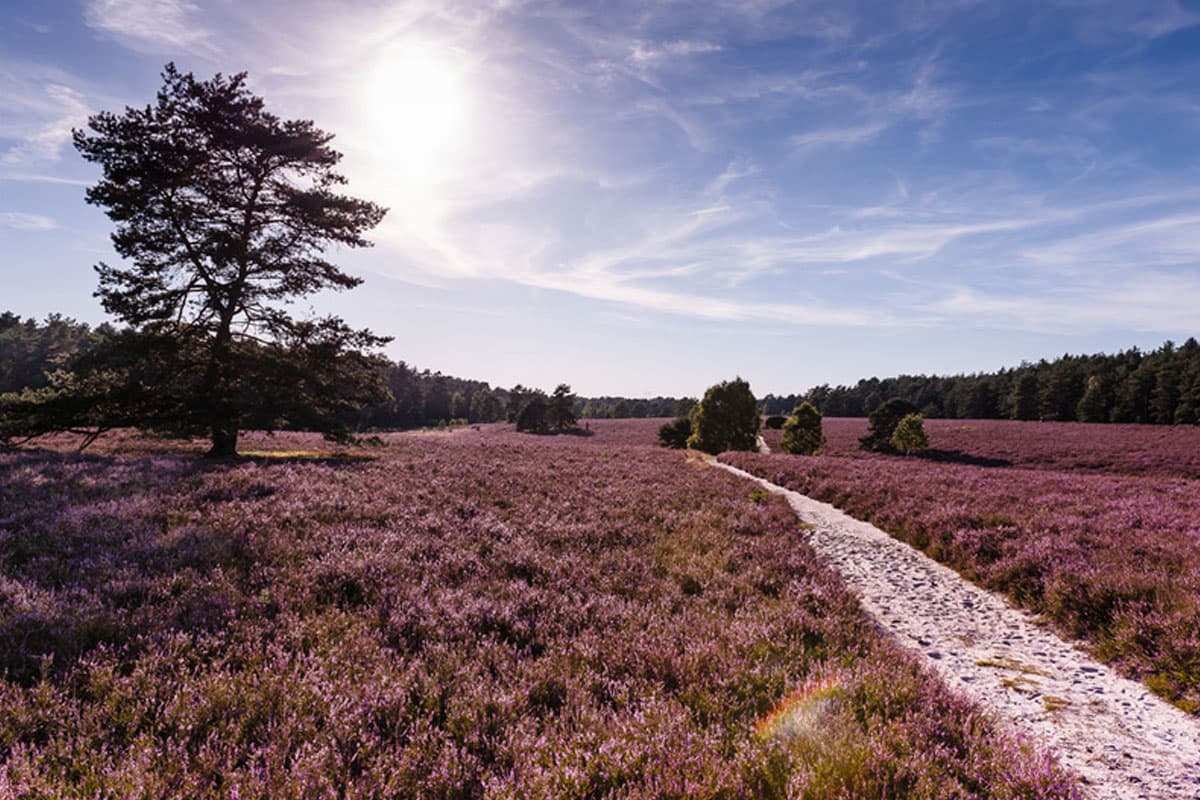 Misselhorner Heide bei Hermannsburg