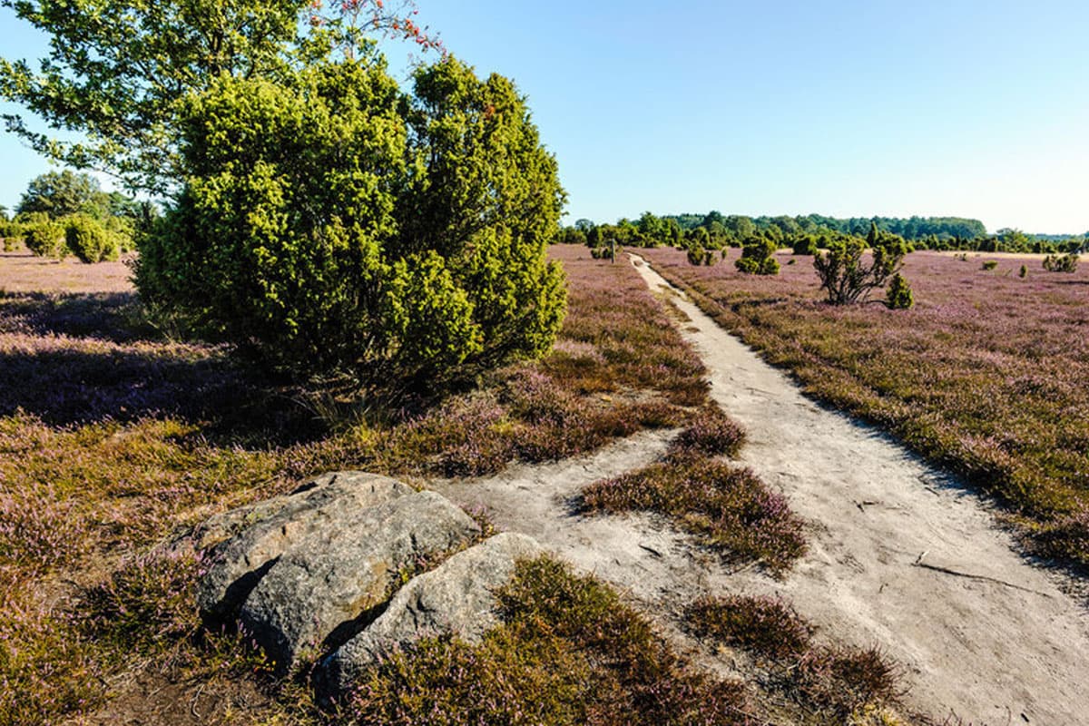 Wacholderwald Schmarbeck im Naturpark Südheide