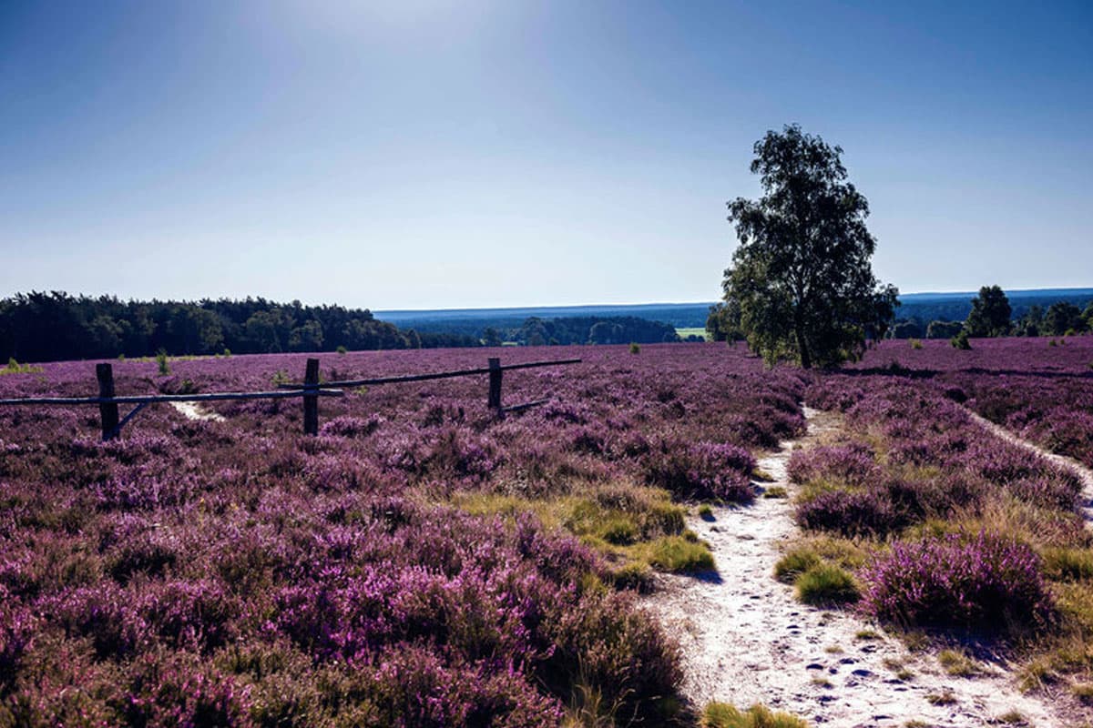 naturpark suedheide mit dem wietzer berg