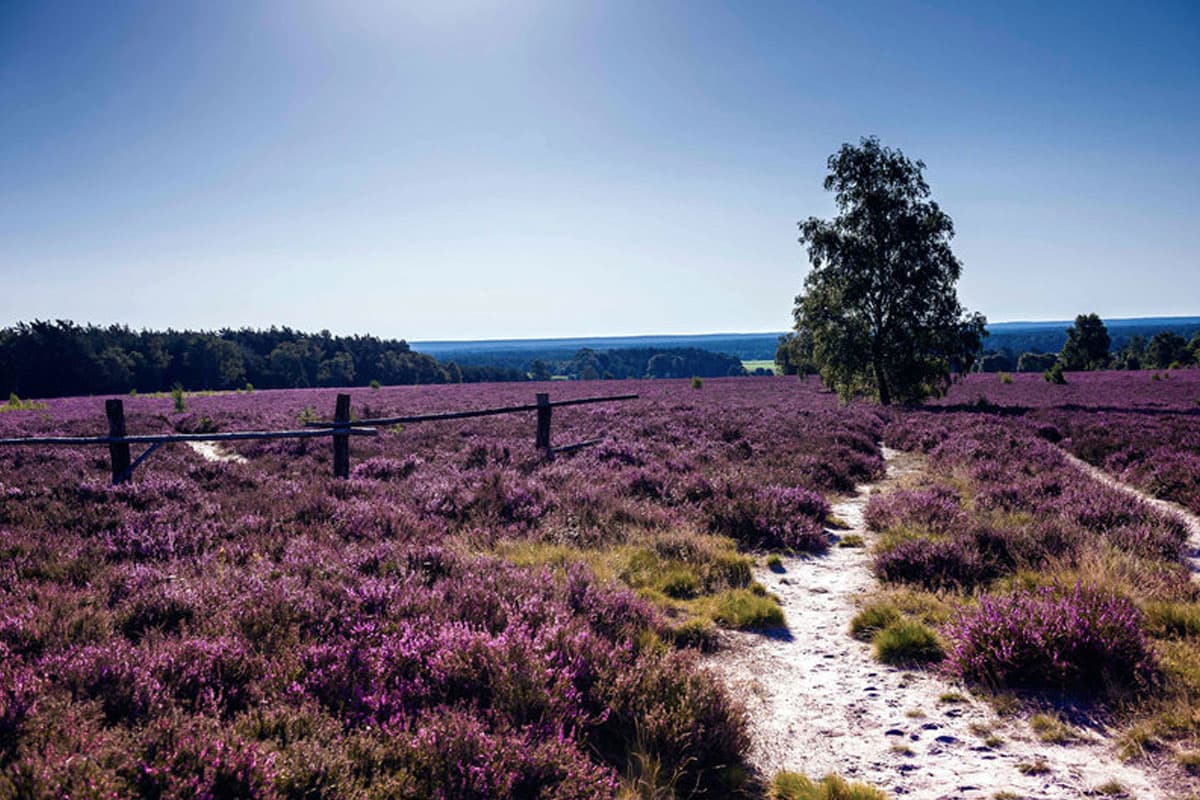 Wietzer Berg im Naturpark Südheide